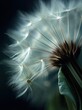 © Salander Studio - close up of a dandelion flower on dark background