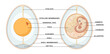 Embryo development in the egg.
