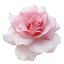 Fresh Beautiful Pink Rose Isolated On A White Background. Detail For Creating A Collage