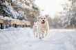 funny golden retriever dog running in the forest in winter