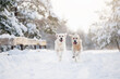 © otsphoto - two happy golden retriever dog running together in winter forest in the snow