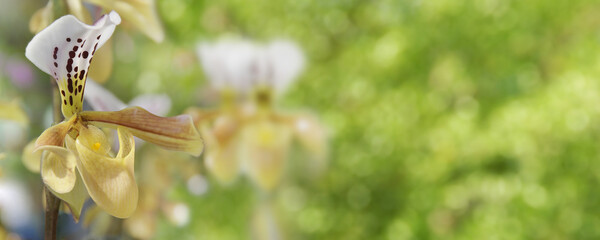 Wall Mural - Blooming Yellow Lady's Slipper Orchid Flowers on Blurred Greenery Background for Wallpaper Design of Nature, Beauty, Ecology Concept