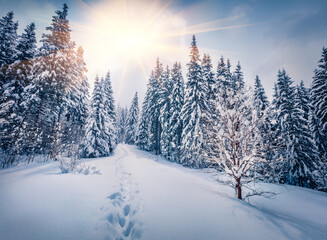 Wall Mural - Calm winter scenery. Picturesque morning view of mountain forest. Snowy landscape of Carpathian mountains, Ukraine, Europe. Beauty of nature concept background.