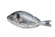 Uncooked Raw sea bream or dorado fish with herbs.  Transparent background. Isolated.