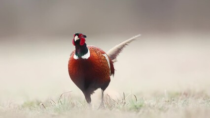 Wall Mural - Bird - Common pheasant Phasianus colchius Ring-necked pheasant in natural habitat wildlife Poland Europe