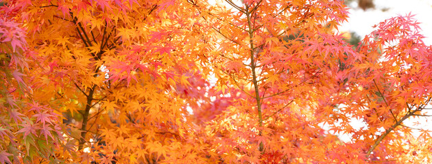 Wall Mural - beautiful maple leaves on the tree in autumn season.