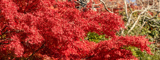 Wall Mural - beautiful maple leaves on the tree in autumn season.