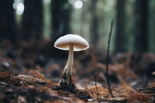 Fungus Forest Nature Macro Closeup Green Mushroom Fungi Autumn Seasonal