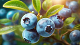 beautiful blueberry berries on bush, cultivated Vaccinium corymbosum