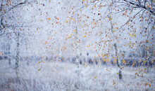Silver Birch Tree Covered In Winter Frost - Yellow Leaves Contrasts With Cold Blue Winter Landscape Background.