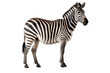 ZEBRA PNG isolated on white transparent background