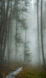 Fototapeta Las - Stream Running Through A Foggy Pine Forest