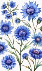  Watercolor Blue Cornflower Set, Hand Painted And Isolated.