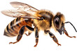 Makroaufnahme einer Honigbiene