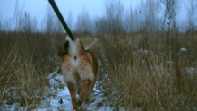 Wide Pov Shot Of Walking Shiba Inu Dog On Snowy Winter Evening In Field. Tracking Shot Of Person Walking On Snow Pulling Leash With Puppy. Pet Strolling On Early Morning Outdoors. Slow Motion 