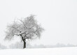 Snow covered tree in winter