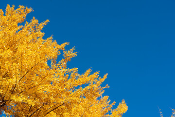 Wall Mural - Yellow color of Ginkgo tree leaf on clear blue sky background