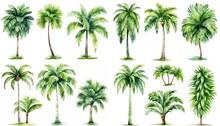 Watercolor Style Illustration Of Tropical Palm Tree, Collection Set Isolated On White Background, Generative Ai