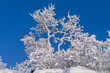 Snow covered trees with blue sky.