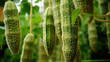 vegetables Luffa production and cultivation, green business, entrepreneurship harvest.