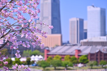 Wall Mural - Cherry blossom or Sakura full bloom with Cityscape of Yokohama city, Skyline and office building in Minatomirai, Yokohama city port, Kanagawa, Japan