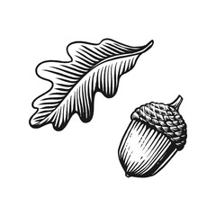 Acorn vintage engraved vector illustration