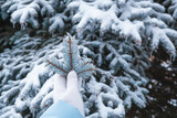 Fototapeta Desenie - woman hands in gloves holding frozen christmas tree branch