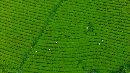 Wall Mural - View of workers in a green field harvesting the tea crops at Cau Dat, Da Lat city, Lam Dong province