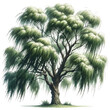 willow tree isolated on a white background, illustration of a tree, watercolor plants