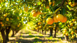 Orange grove with orange fruits on the trees