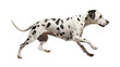 a Dalmatian running in a side view, PNG,  isolated and transparent Pet-themed, photorealistic illustration. Generative ai