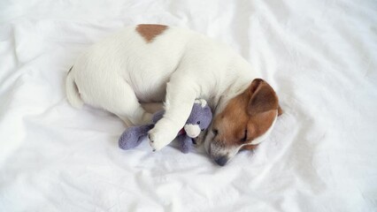 Wall Mural - Cute puppy Dog Sleeping on bed