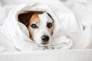 Wall Mural - Sad Dog got Sick and is lying in bed