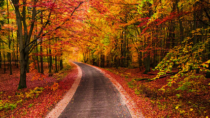 Wall Mural - Stunning autumn in the forest divided with black asphalt road.
