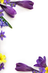 Wall Mural - violet flowers crocuses, blue flowers hepatica, yellow primrose on a white background with space for