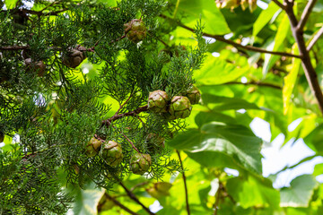 Canvas Print - travel to Georgia - evergreen cypress shoots with cones in Kakheti region on autumn day