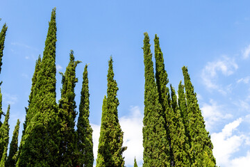 Wall Mural - travel to georgia - tops of green cypress trees and blue sky on background in kakheti region of geor
