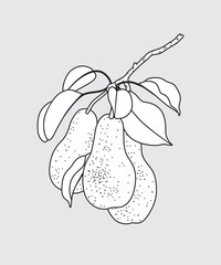 Wall Mural - Outlined Pear Tree Branch with Pears.