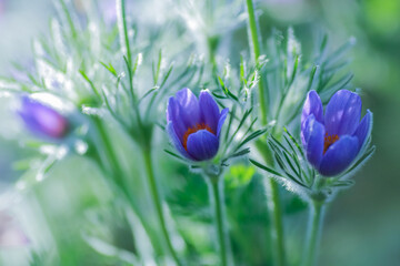 Canvas Print - Medical plant Pulsatilla Vulgaris