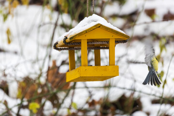 Wall Mural - Feeder with sunflower for birds - titmice. There is snow all around.