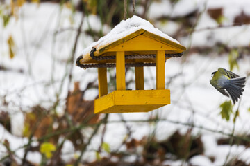 Wall Mural - Feeder with sunflower for birds - titmice. There is snow all around.