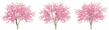 Set Of Chinese Redbuds Trees, 3D Rendering With Transparent Background, For Digital Composition, Illustration & Architecture Visualization