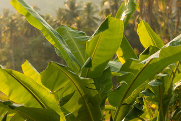 Wall Mural - Green leaves of a banana tree, in a banana plantation, on the island of Koh Chang, in the Gulf of Thailand