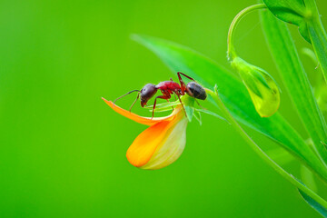 Wall Mural - Beautiful Strong jaws of red ant close-up