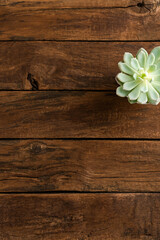 Wall Mural - Small green succulent on wooden background with copyspace. Top view