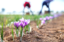 Row Of Vibrant Purple Saffron Flowers Blooming In The Field, With Blurred Unrecognizable People Harvesting In The Background
