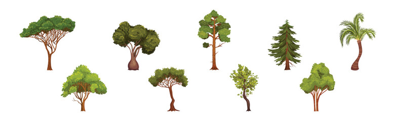 green trees with lush crown and trunk vector set