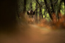 Wild Boar Peering Through Oak Forest Foliage