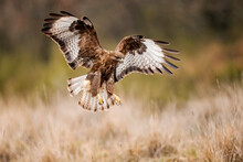Buteo Eagle In Flight Over Grassland