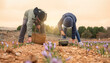 © ADDICTIVE STOCK - People in traditional saffron harvest at sunset